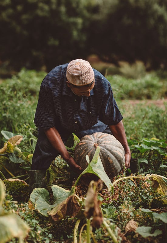 Berber Lodge, Africa — farmer harvesting melon in organic garden with forest backdrop, natural light, earthy tones, sustainable agriculture aesthetic
