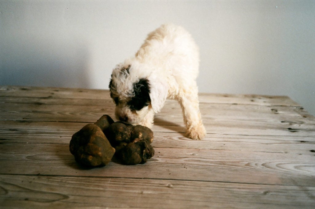 Truffle Hunt — White terrier dog investigating fresh truffle on weathered wooden floor, earthy luxury hospitality aesthetic.