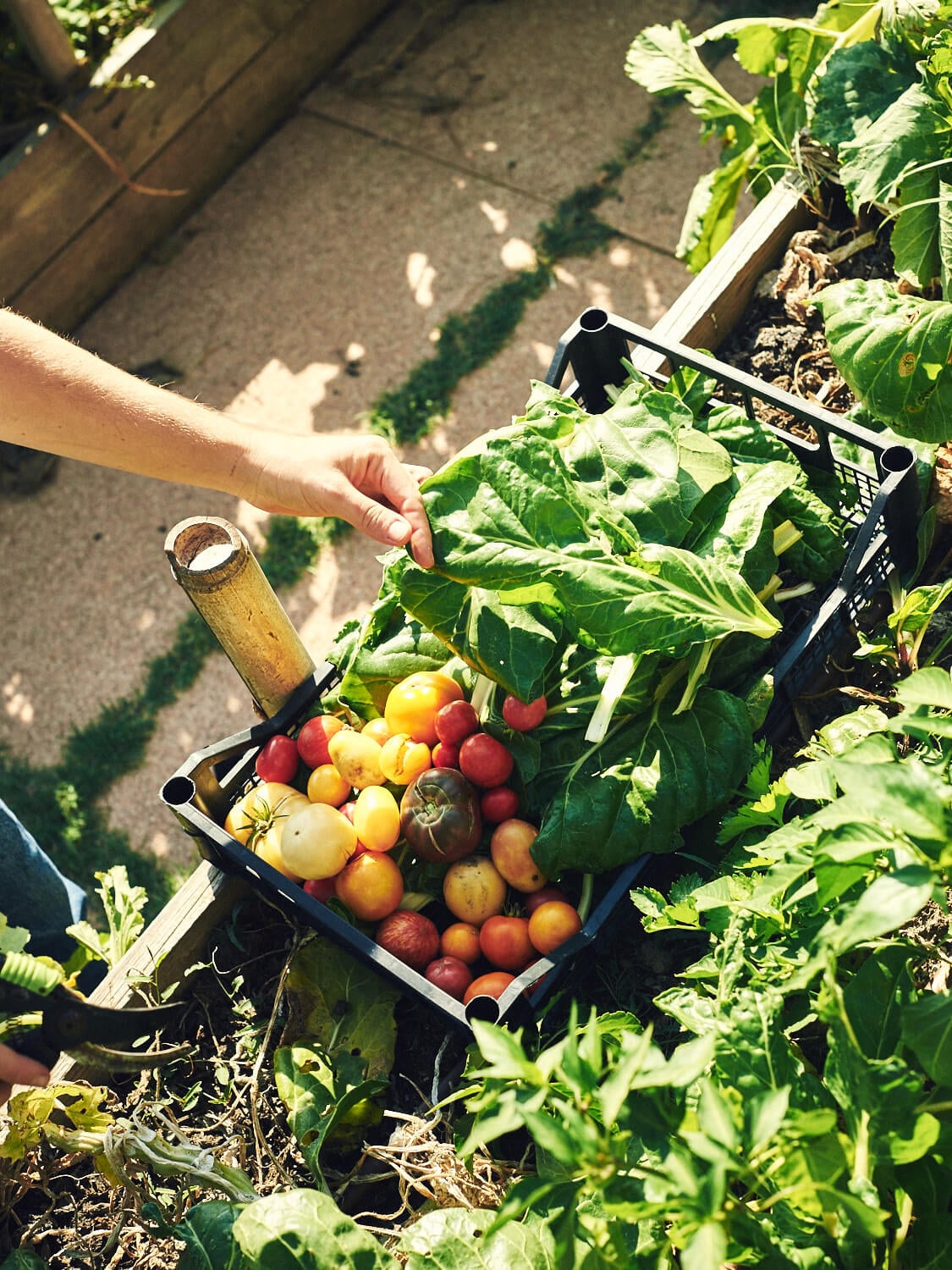 Villa Lena, Europe — Hand harvesting heirloom tomatoes and greens from garden beds in bright sunlight, bicycle basket filled with fresh produce.