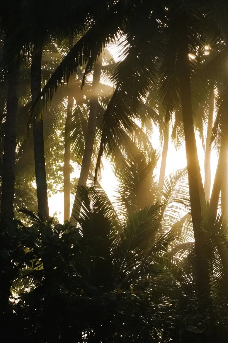 Somewhere Lombok, Indonesia — Tropical palm grove backlit by golden sunlight filtering through dense foliage, creating luminous architectural shadows and lush canopy atmosphere.