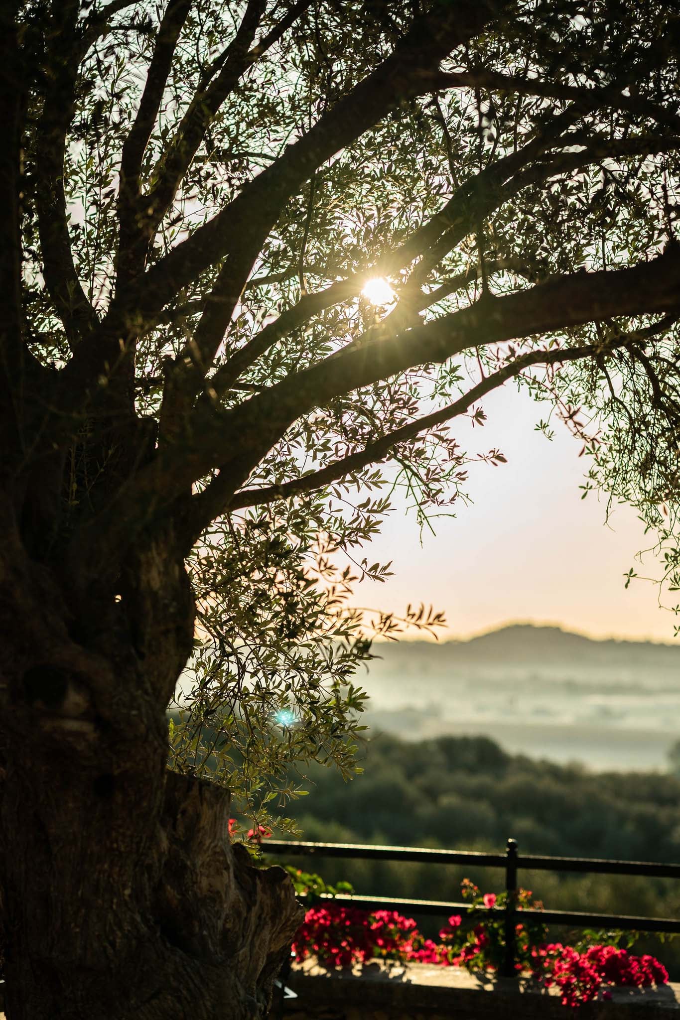 Finca Serena, Balearic Islands, Spain — Ancient olive tree framing golden sunlight over terraced landscape with red flowers and distant hills at dusk.