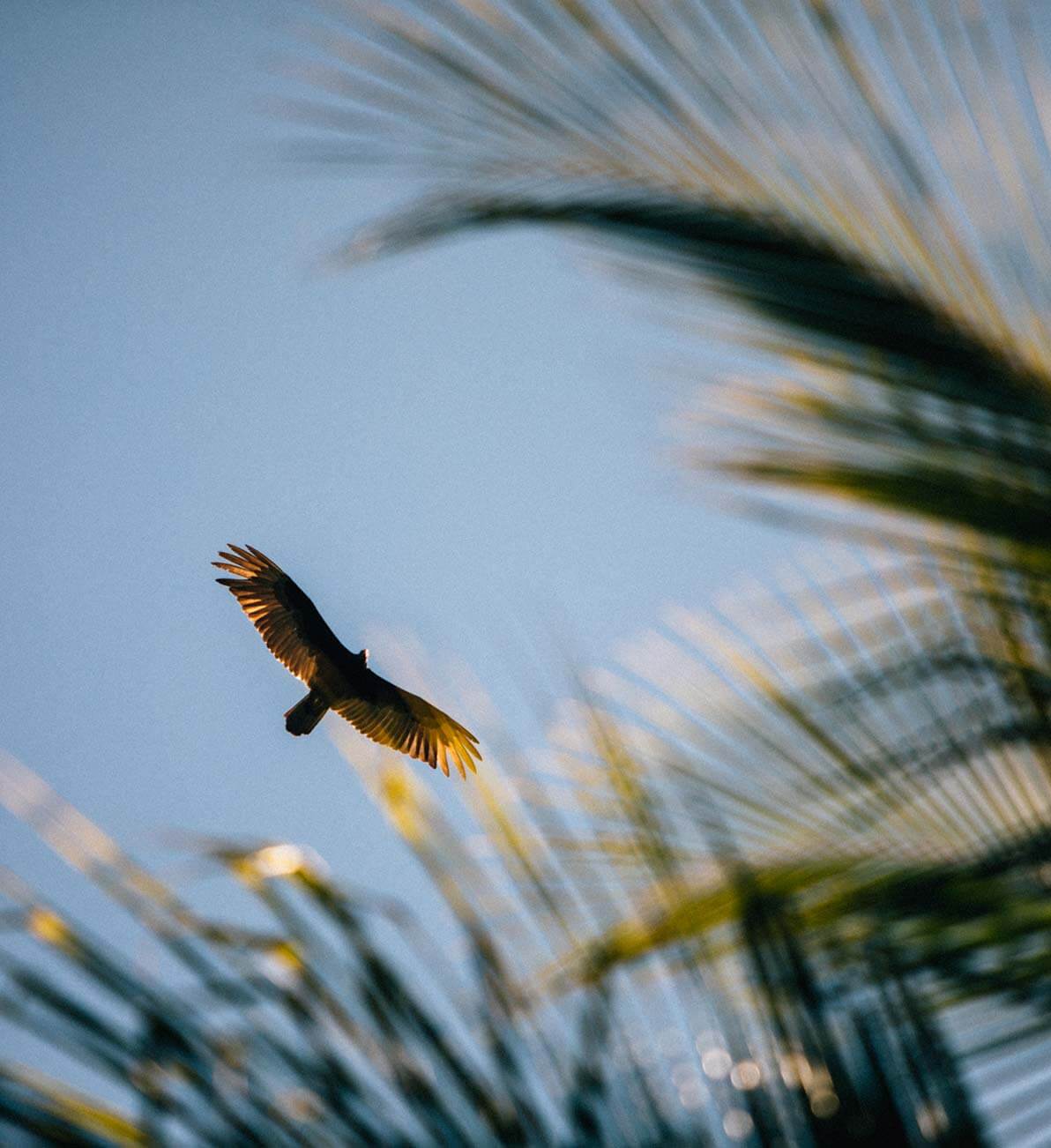 Birding  — Bird with golden-edged wings soaring above marsh grasses against blue sky, capturing wildlife and natural landscape beauty.