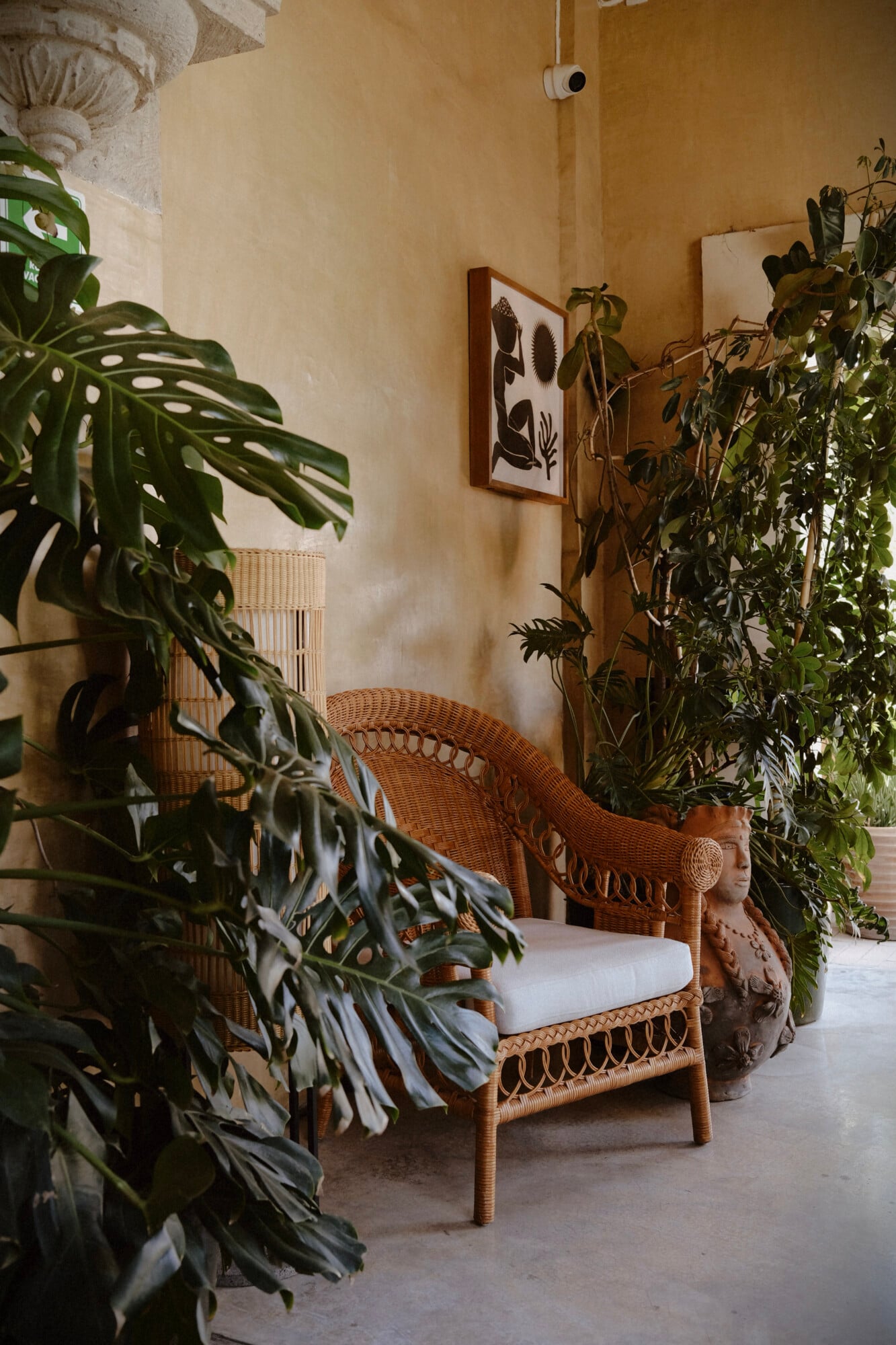 Casa Antonieta, Mexico — Woven rattan chair with white cushion surrounded by potted monstera and trailing plants against ochre stucco wall, botanical art, natural light.