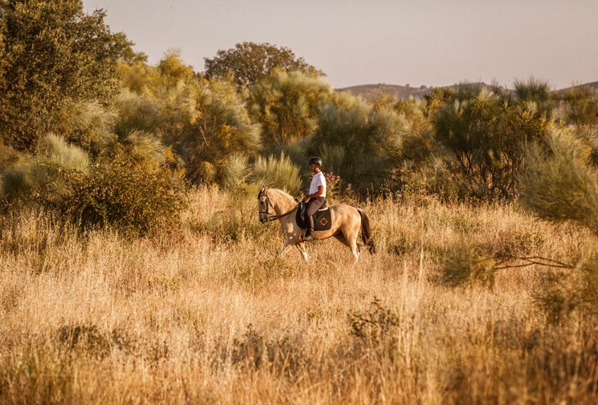 Horse Riding — Horse rider on tan mount crossing golden grassland with scattered trees under warm afternoon light, European countryside.