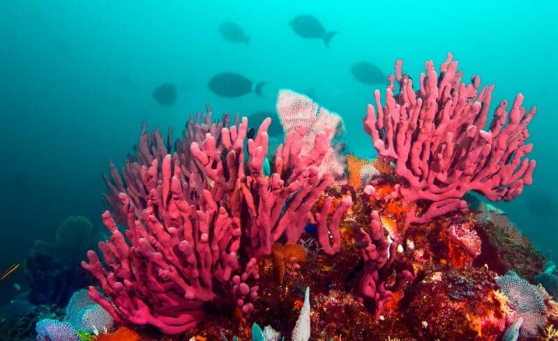 Coiba National Park Diving — Vibrant pink and red soft corals with tropical fish in turquoise waters, Coiba National Park — luxury diving destination showcasing pristine marine biodiversity and underwater landscape.