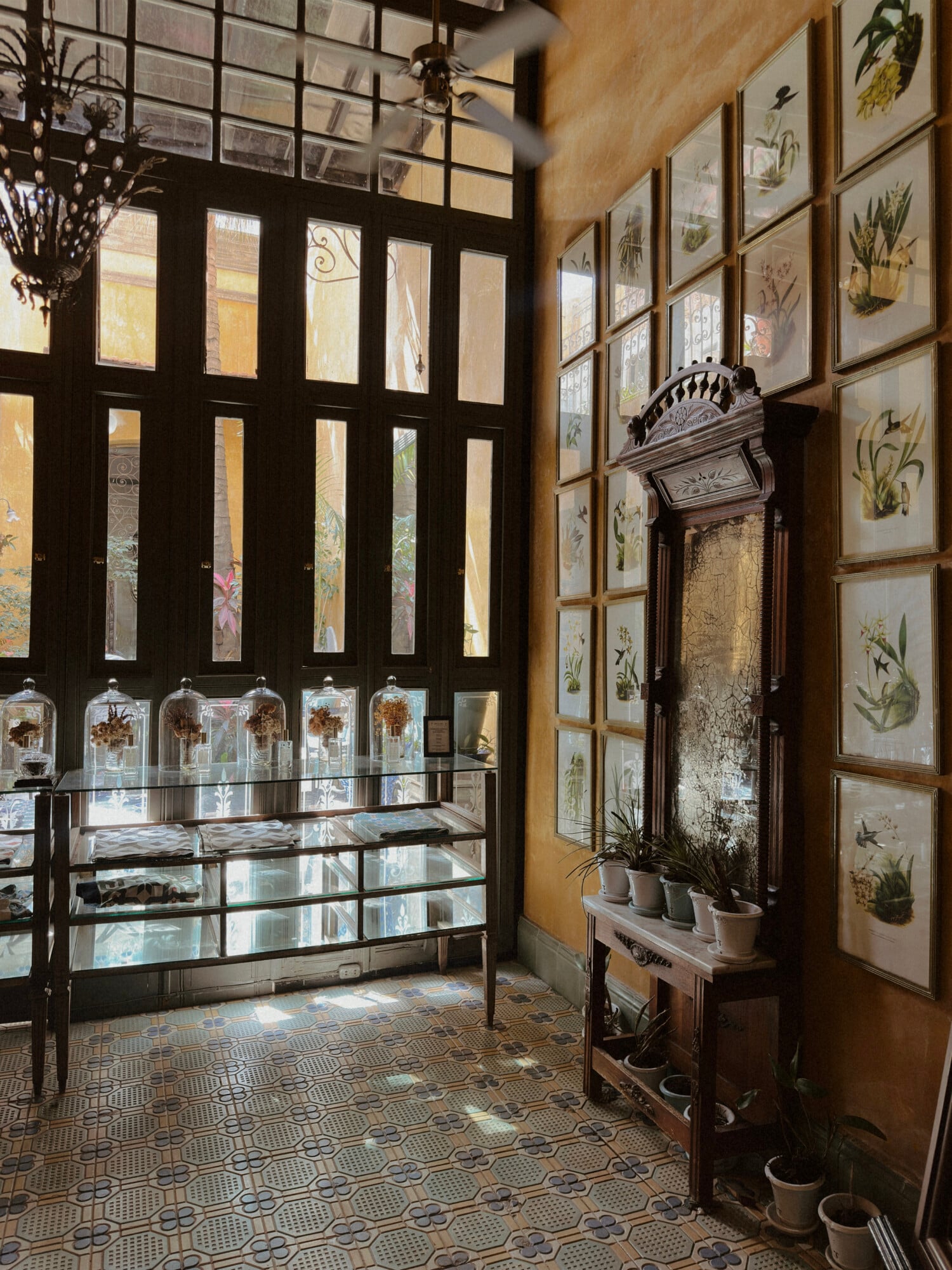 Coqui Coqui, Mexico — Botanical illustration gallery with dark-framed glass display case, ochre walls, patterned floor tiles, and ornamental mirror amid pressed plant specimens.