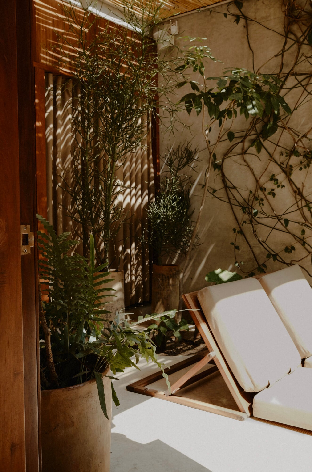 Casa Criollo, Mexico — Sunlit courtyard with climbing vines, potted plants, wooden lounge chairs, and concrete walls casting dappled shadows.