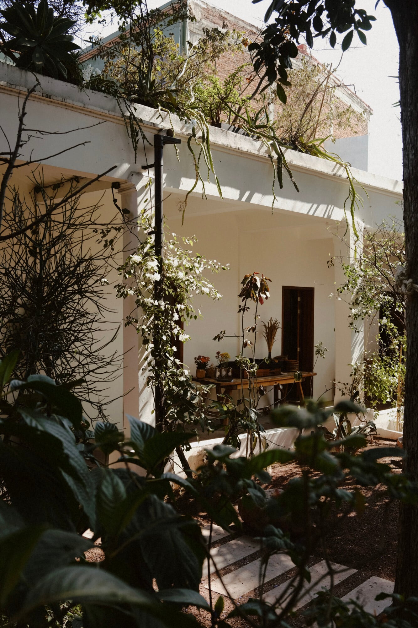 White-walled courtyard at Casa Criollo with climbing vines, wooden furniture, and dappled afternoon light.