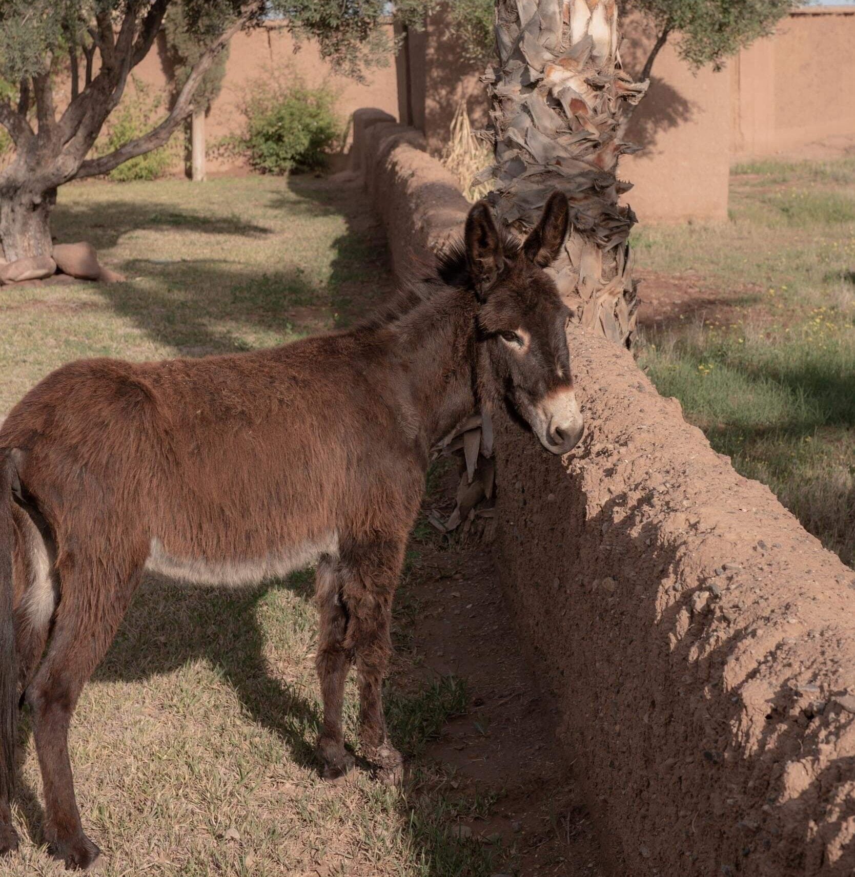 Villa D, Africa — Donkey grazing beside weathered adobe wall with palm trees, warm earth tones and dappled shadows creating rustic Mediterranean courtyard atmosphere.
