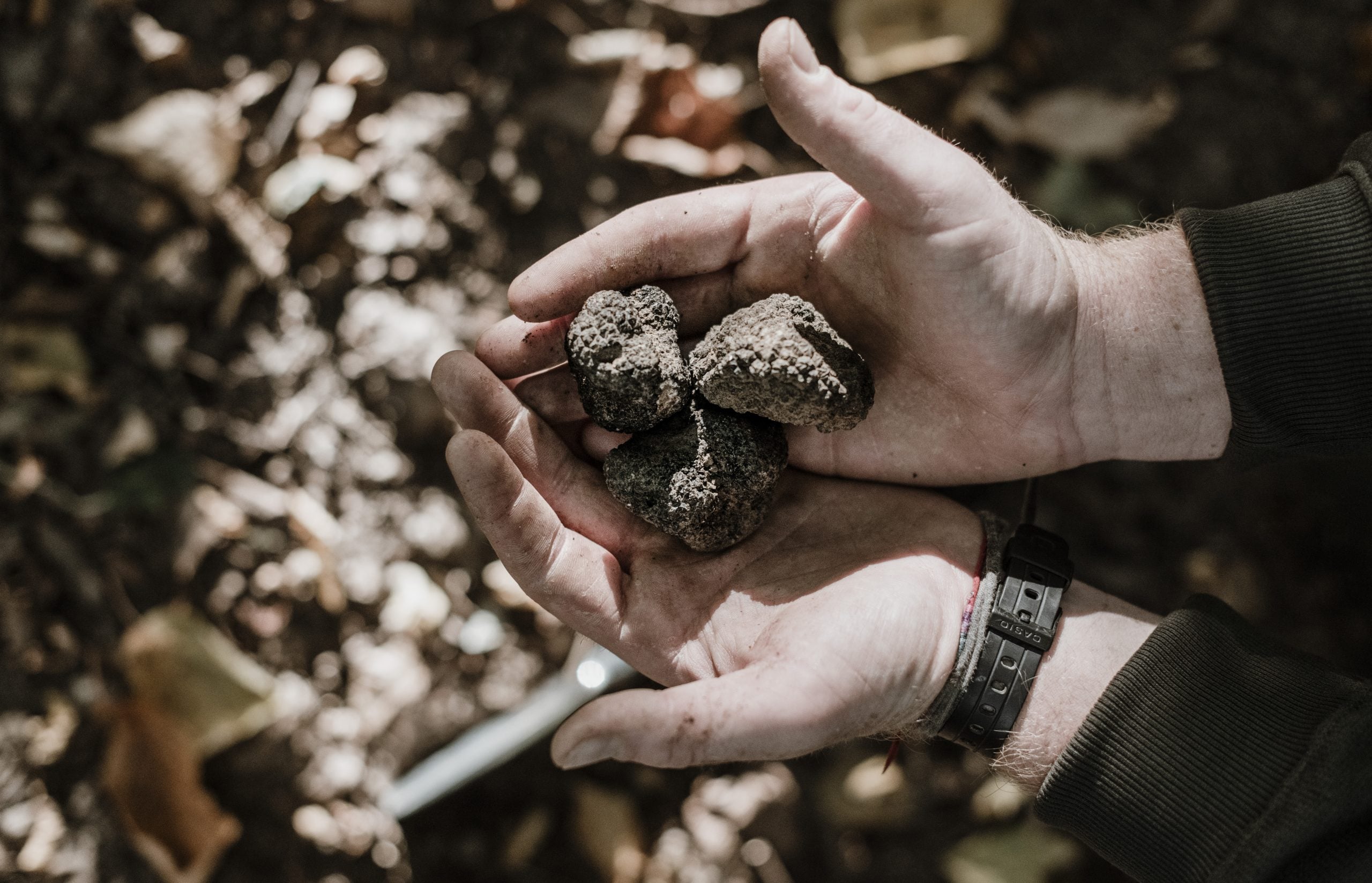 Truffle Hunting — Hand holding fresh truffles in soil, earthy luxury ingredient sourced near European hotel accommodation.