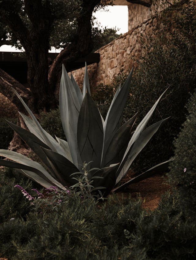 En Kyanó, Europe — Sculptural agave plant with grey-blue leaves positioned against stone walls and olive tree in Mediterranean courtyard garden.