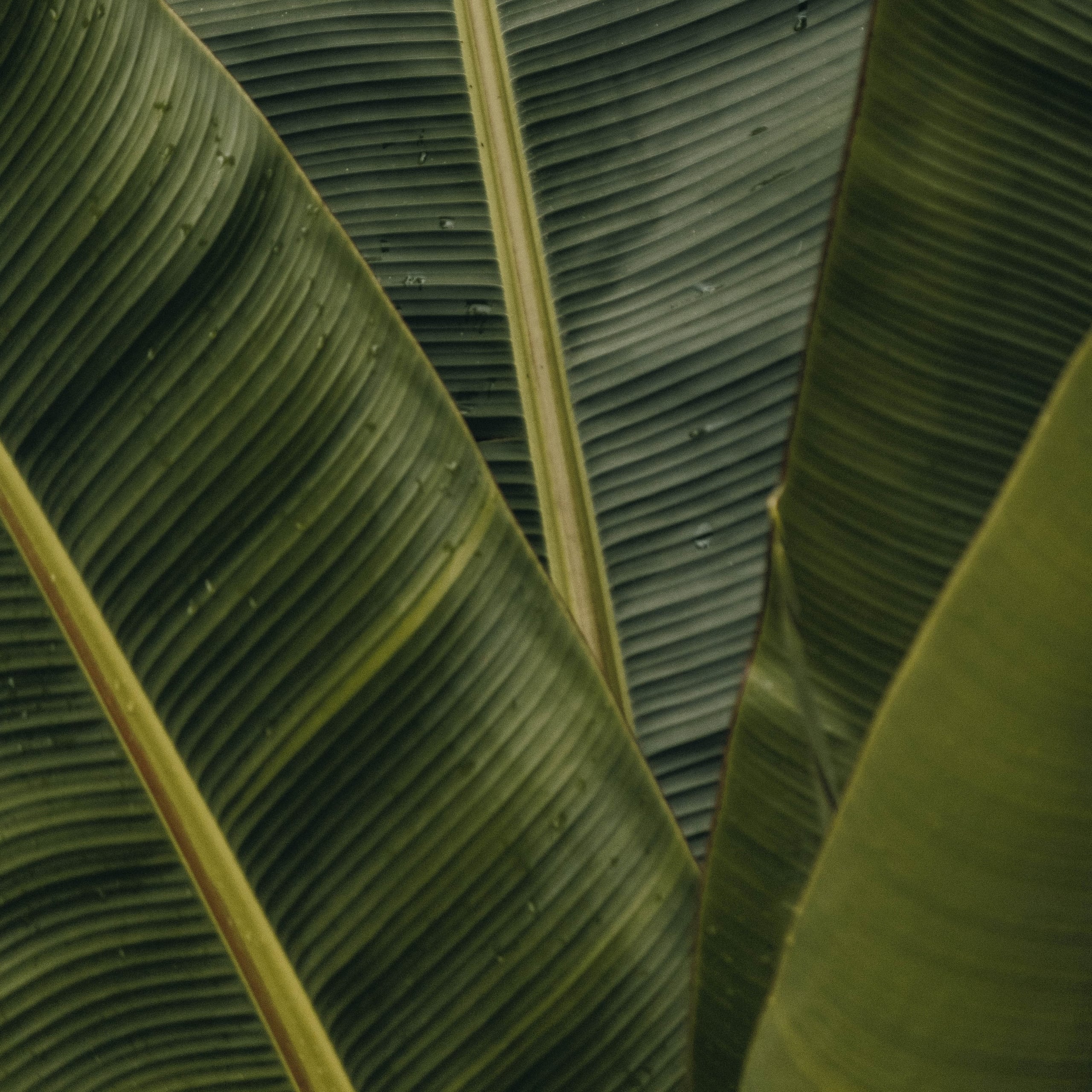 Patina Maldives, Asia — Layered banana leaves with linear veining and golden stems, tropical botanical detail in natural light.