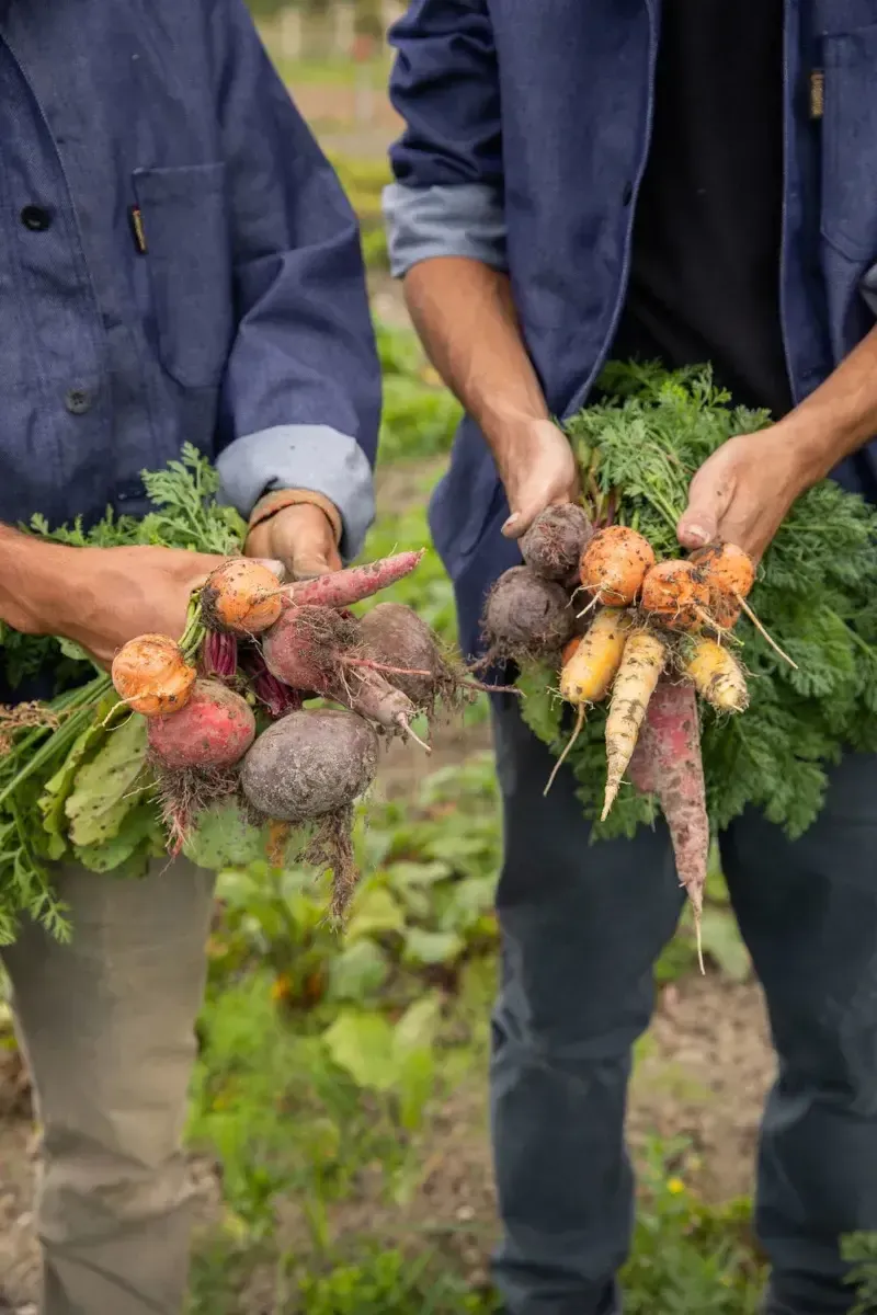 Wildflower Farms, North America — Farmers holding freshly harvested heirloom carrots and beets with greens in garden setting, earthy produce aesthetic.