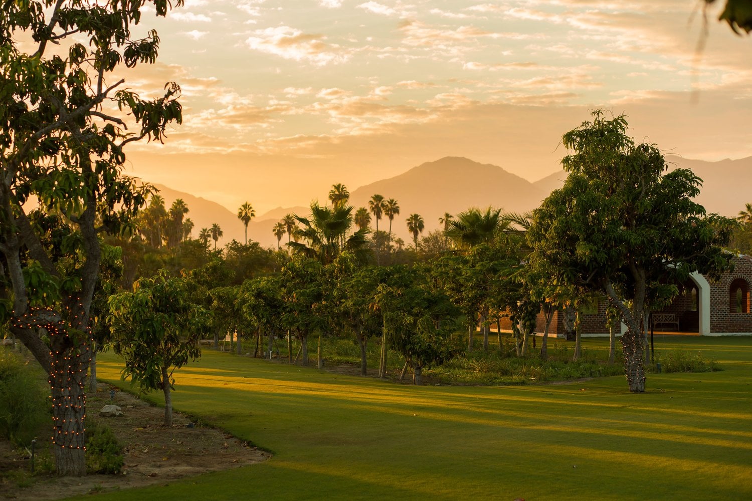 Flora Farms, Mexico — Golden-hour landscape with manicured lawn, fruit trees, and palm groves beneath hazy mountains at sunset.