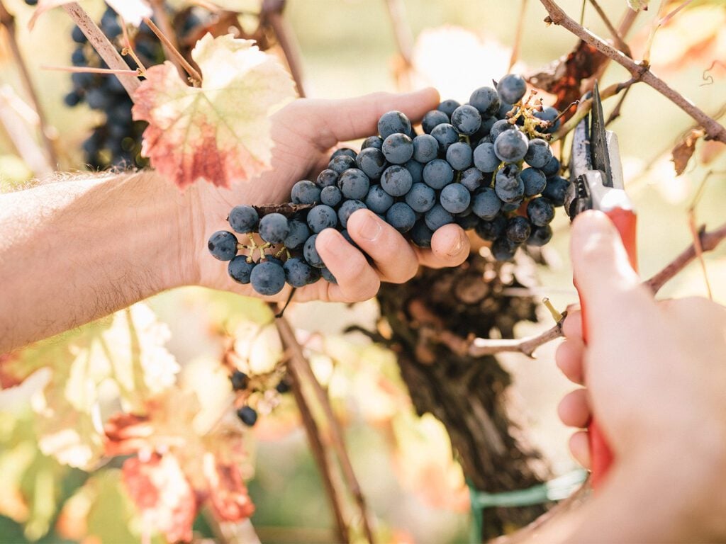 Roncolo 1888, Europe — Hand harvesting dark grapes from vine in autumn vineyard with golden light and russet foliage.