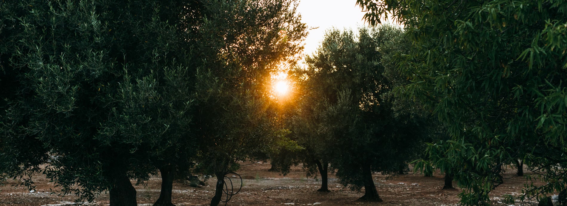 Sunset through olive grove alley, golden light filtering between ancient trees, earthy ground, Mediterranean landscape near luxury hotel.