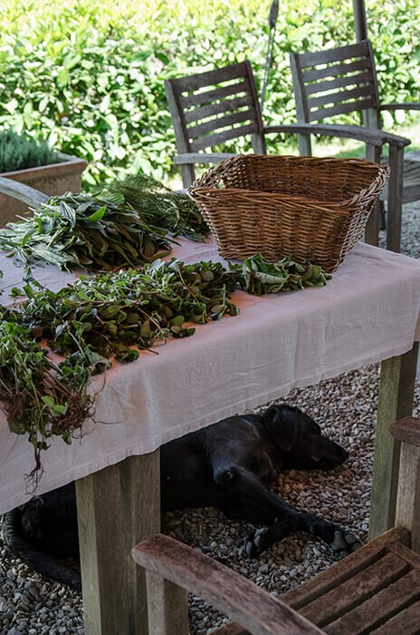 Foraging at Castello di Reschio, Umbria, Italy.