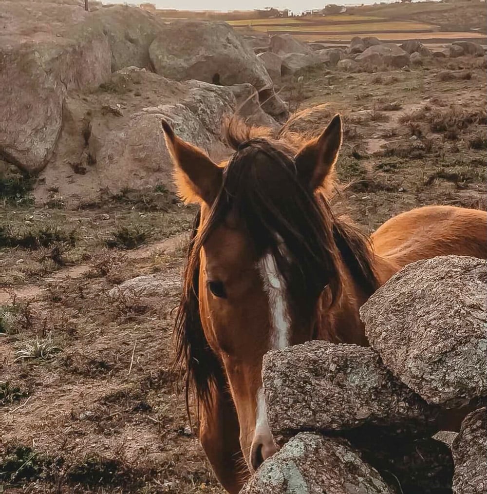 The Wild, Europe — Chestnut horse with white blaze among limestone boulders in rural landscape at golden hour.