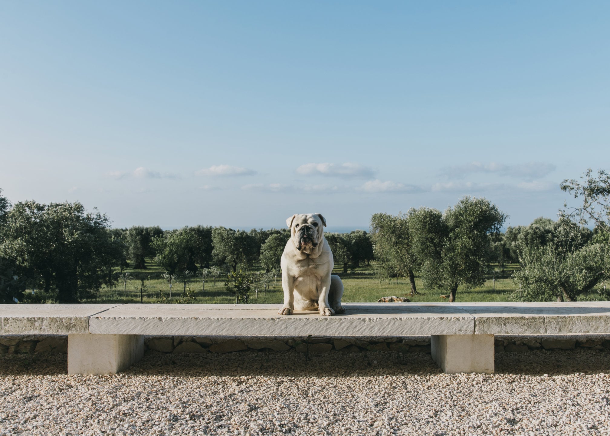 Masseria Moroseta, Europe — White bulldog sitting on concrete bench overlooking olive groves under clear sky, minimalist courtyard architecture.