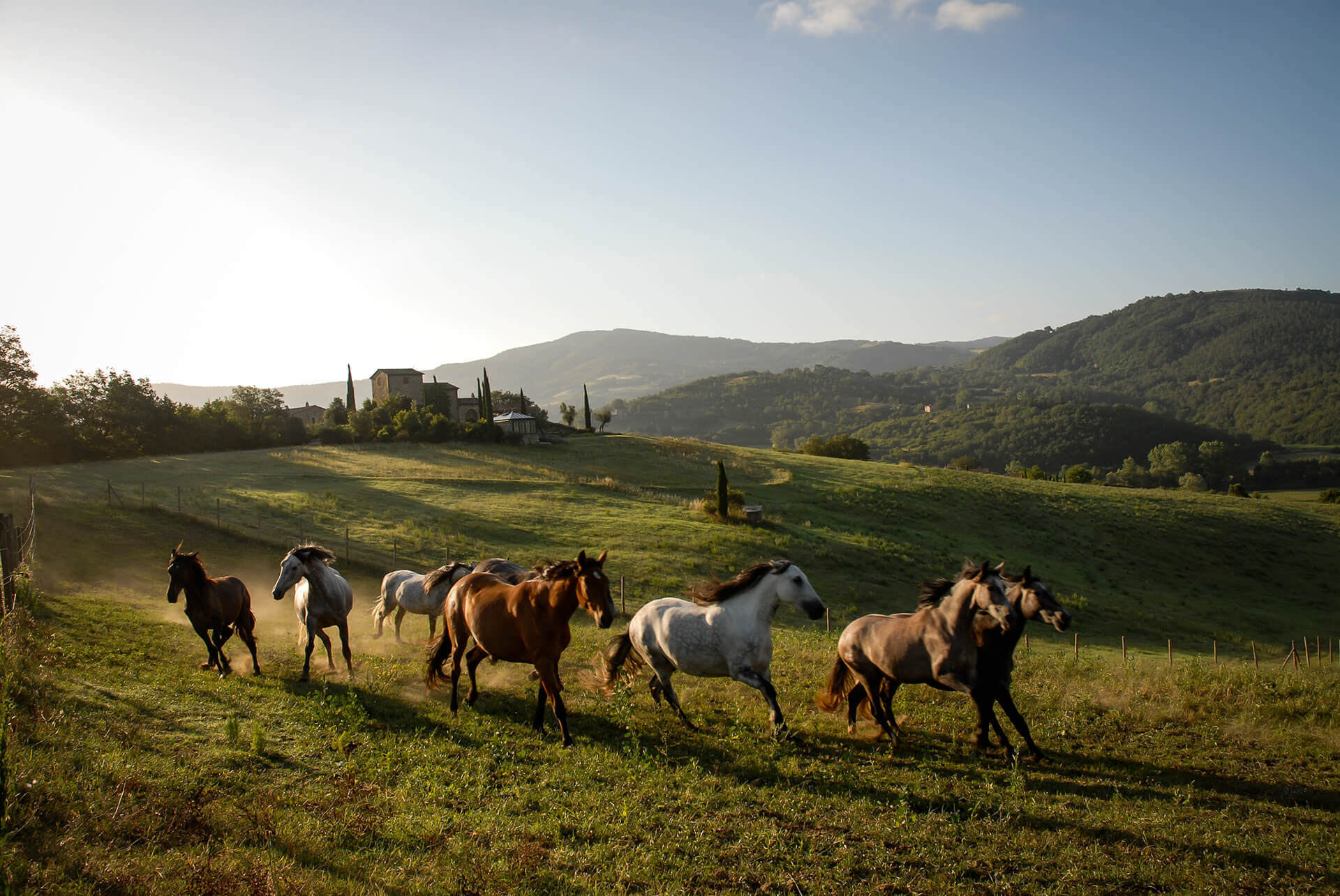 Horse Riding School — Horses running through rolling Tuscan hills at golden hour, cypress trees and stone villa in distance, countryside landscape.