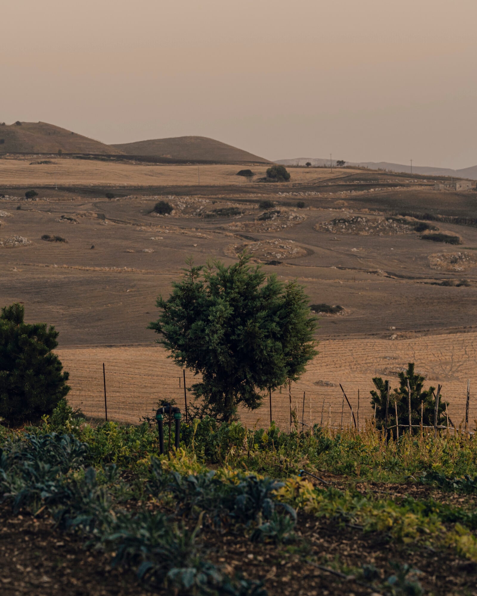 Garden Tour, Italy — Rolling Tuscan hillside with mature olive tree, cultivated garden beds, and terracotta-toned landscape under hazy afternoon light.