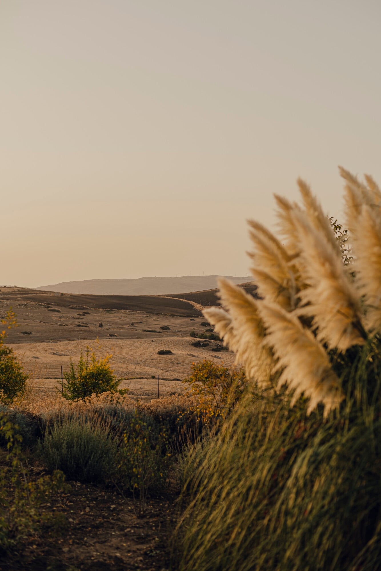 Susafa, Italy — Golden ornamental grass in soft focus foreground with rolling Tuscan hills and warm haze under overcast sky, autumn landscape aesthetic.