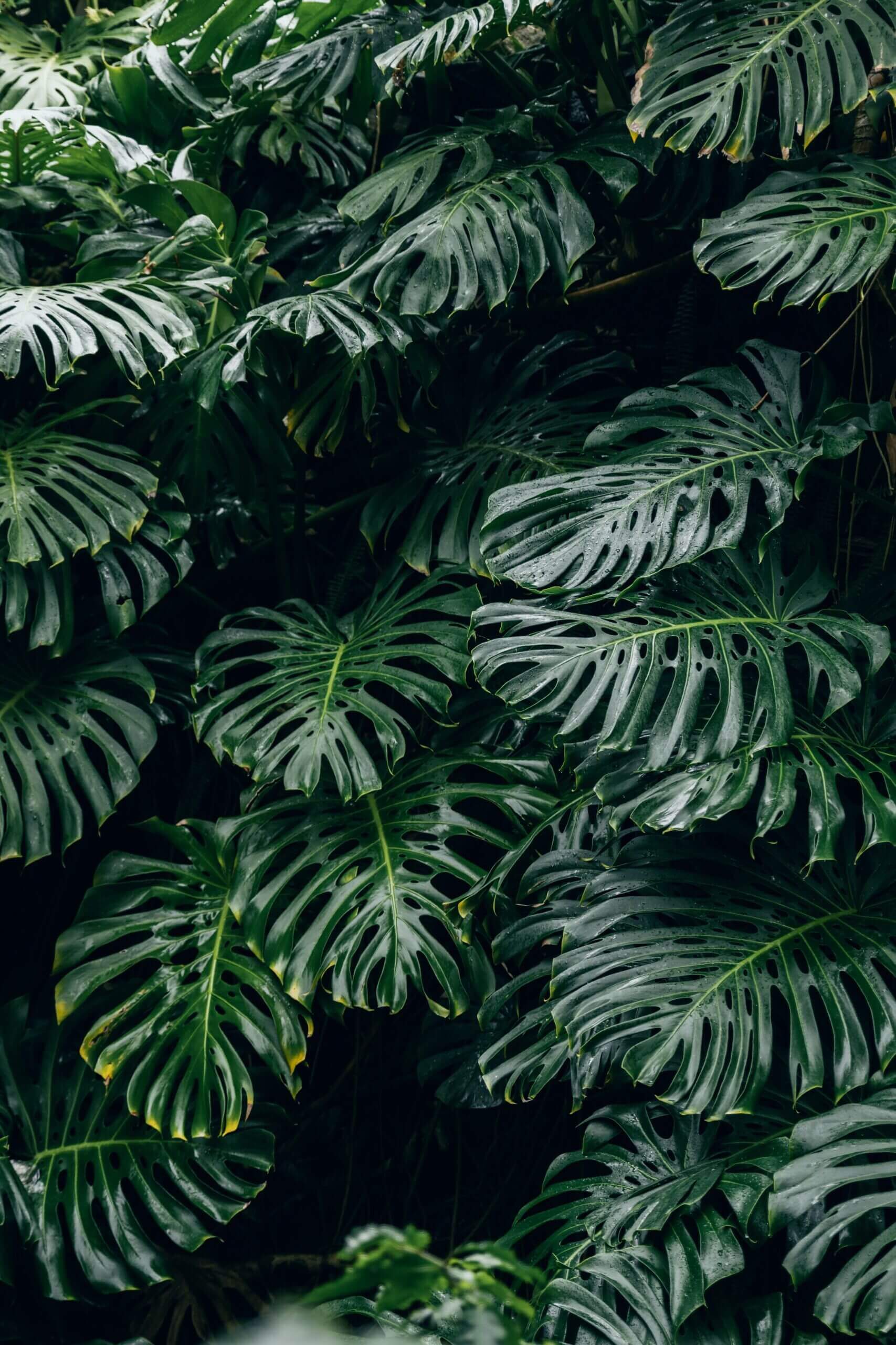 Further Hotel, Asia — Monstera deliciosa foliage with perforated leaves backlit by natural light, creating layered shadows and verdant texture in tropical garden setting.