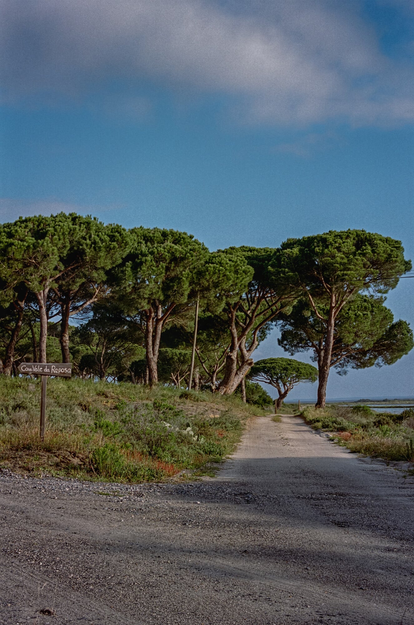 Casas na Areia, Europe — Coastal tree-lined driveway with stone pines, salt marsh vista, Mediterranean landscape design.