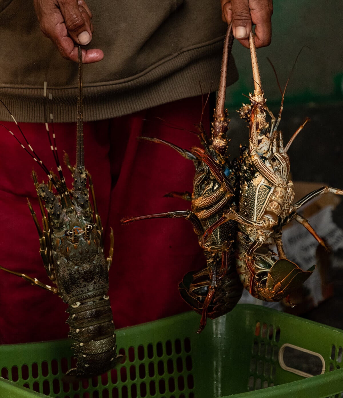 Lombok Lobster Farm, Asia — hands holding spiny lobsters over green crate, ornate claws detailed against red fabric, fresh seafood harvest portrait.