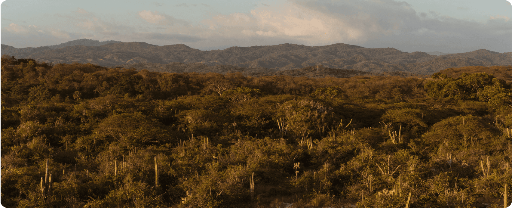 Hotel Terrestre, Mexico — Desert landscape with saguaro cacti, rolling hills, and golden light at dusk across arid terrain