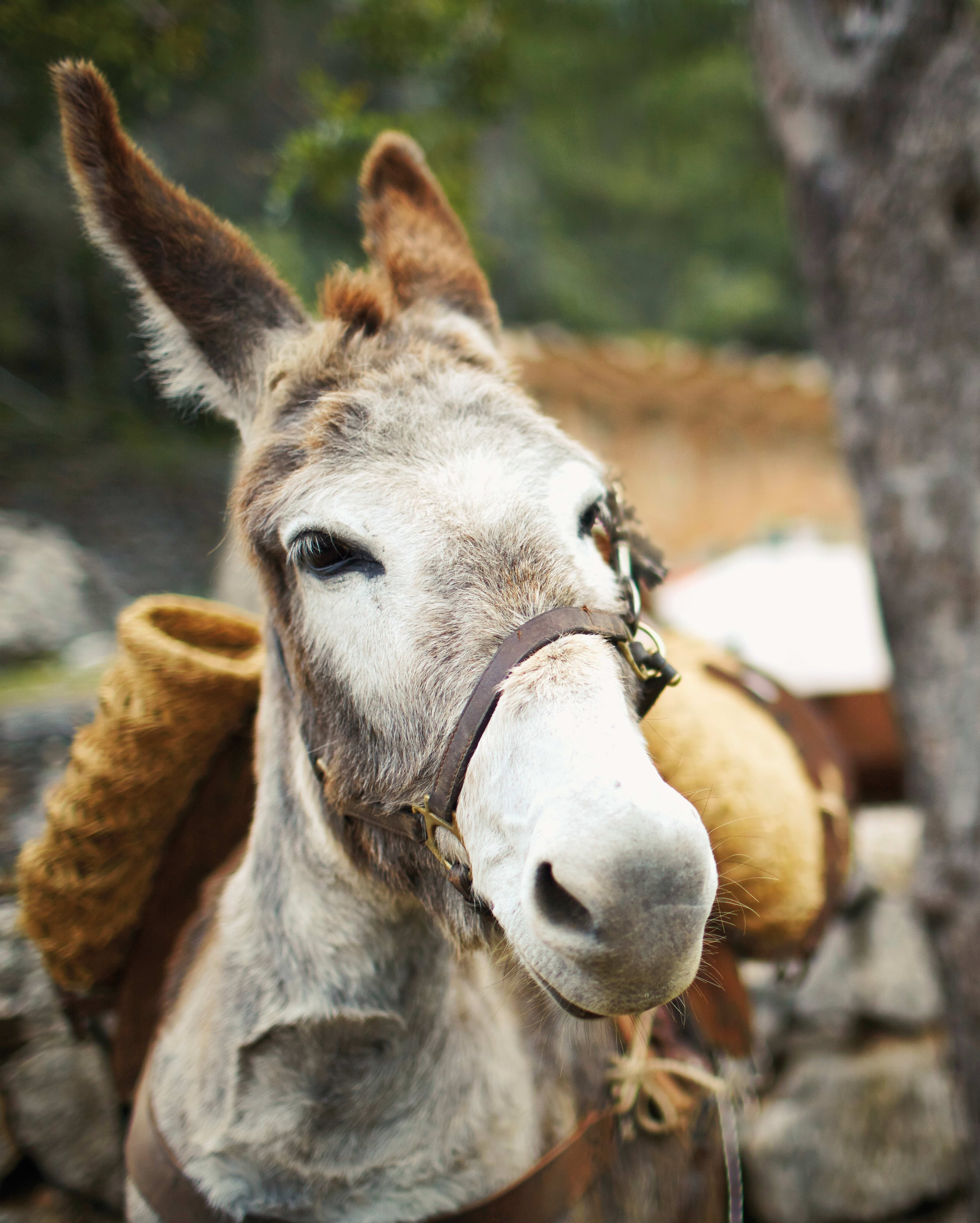 Belmond La Residencia, Balearic Islands — Donkey with leather halter in Mediterranean stone courtyard, rustic hospitality aesthetic.