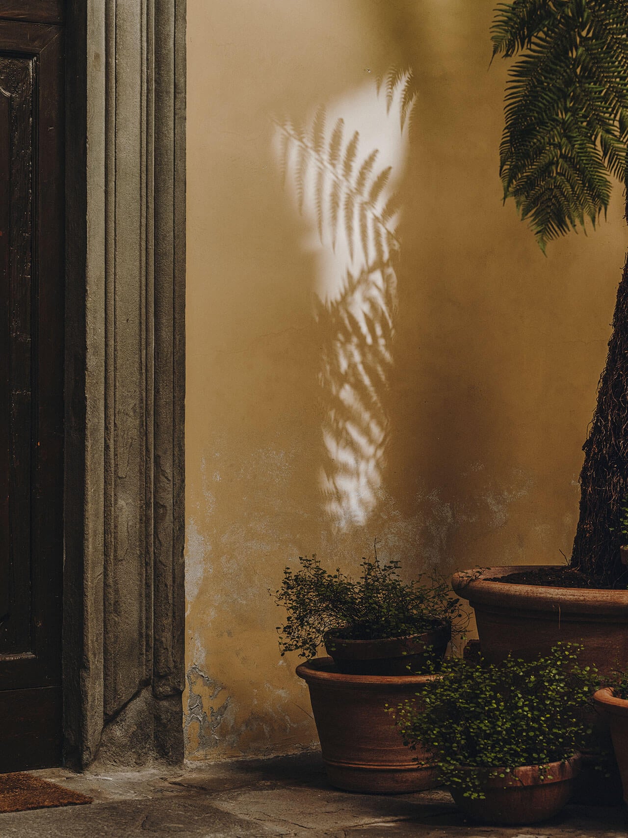 Numeroventi, Europe — Ochre courtyard wall with fern shadow play, terracotta planters, and dark wooden door framing Mediterranean garden light.