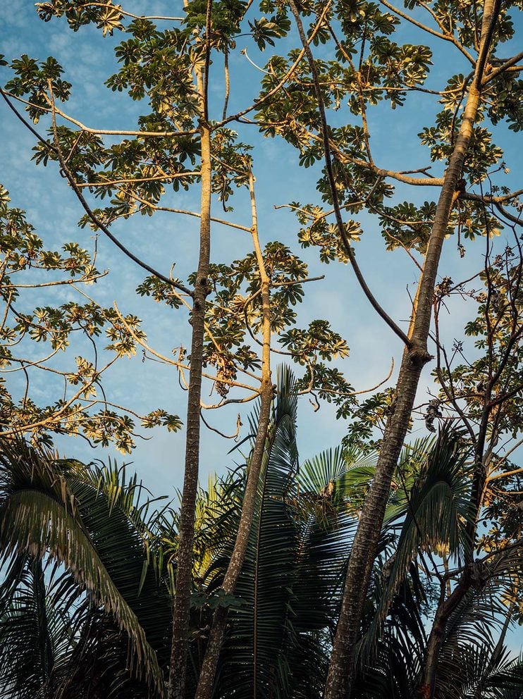 One&Only Mandarina, Mexico — Tall palms and sprawling trees with curved branches frame clear blue sky, dappled golden light filtering through layered green foliage in tropical landscape.