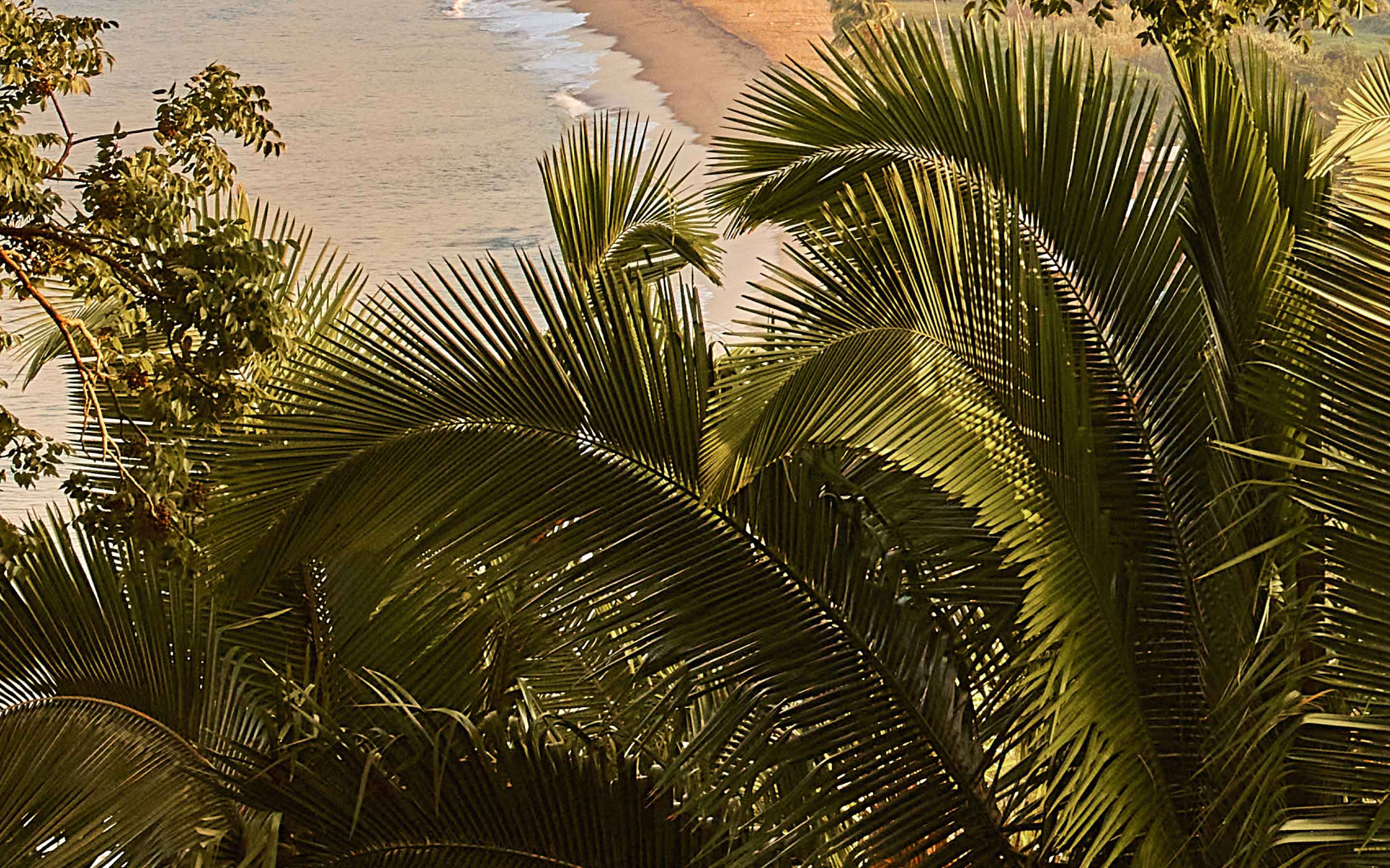 One&Only Mandarina, Mexico — Backlit palm fronds overlooking coastal waters, dappled sunlight filtering through tropical foliage above sandy beach.