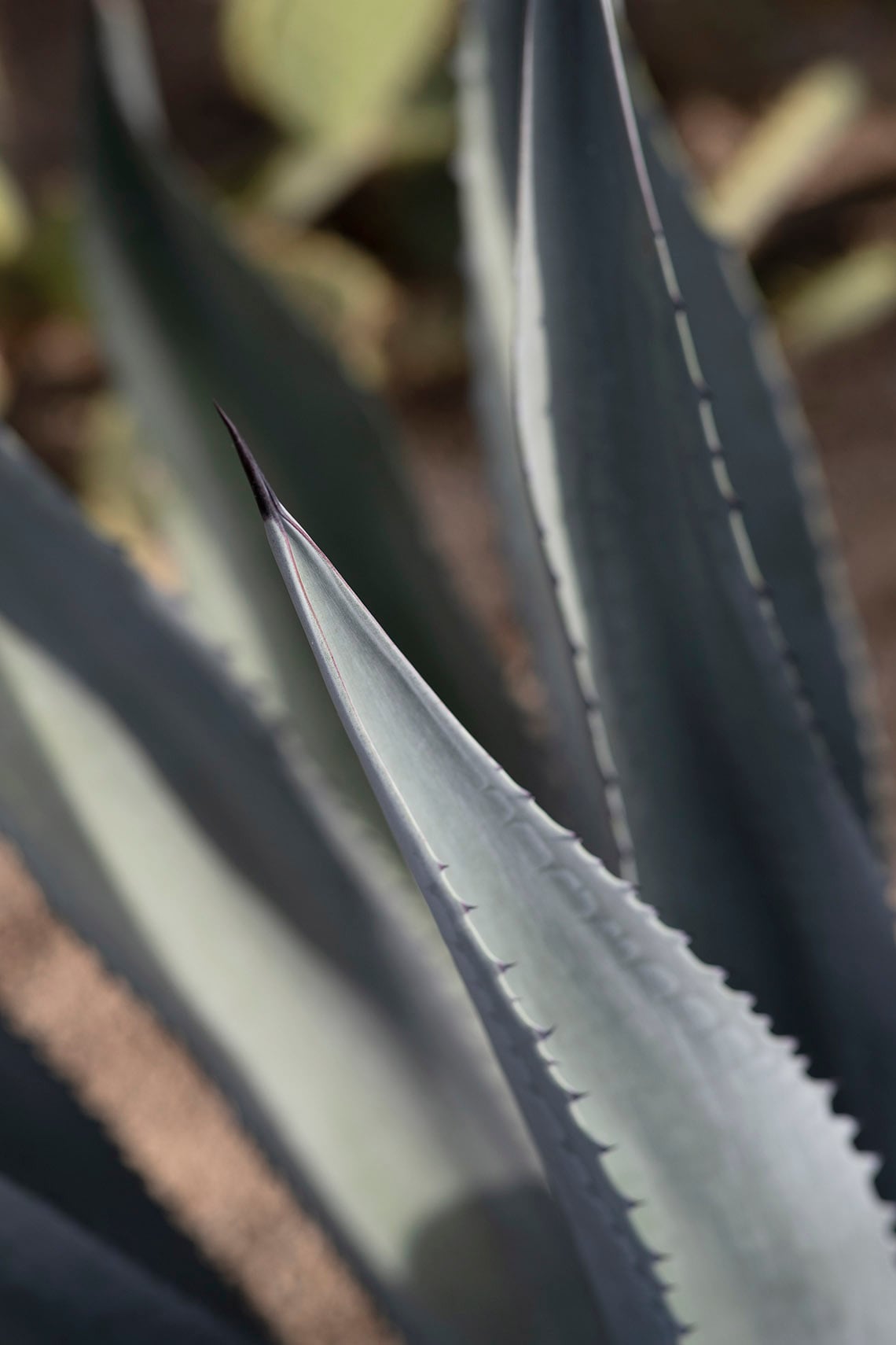 One&Only Mandarina, Mexico — Close-up of sharp agave leaves with serrated edges in soft natural light, showcasing desert botanical details and organic textures.