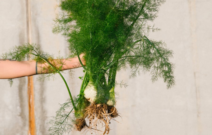 Masseria Moroseta, Europe — Hand holding freshly harvested fennel with delicate fronds and soil-covered roots against neutral plaster wall.