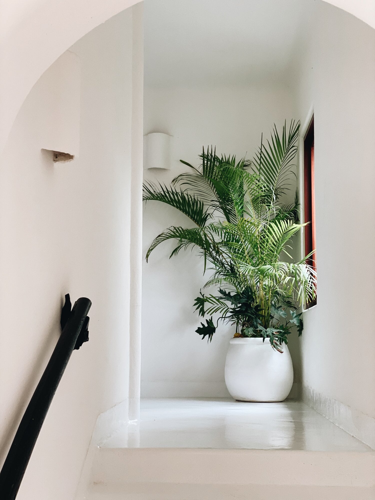 Hotel Esencia, Mexico — Arched white plaster niche with potted palm plant in ceramic vessel, minimalist hospitality interior design.