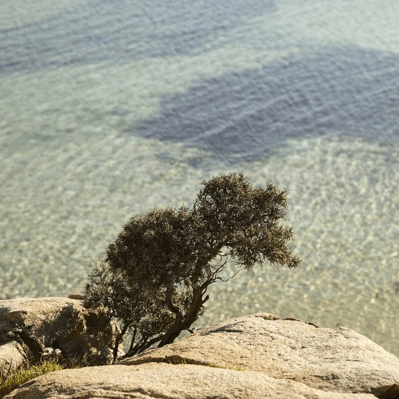 Damouli Beach — Gnarled olive tree perched on rocky outcrop overlooking terraced Mediterranean landscape, golden light, coastal vista—Damouli Beach, Europe.