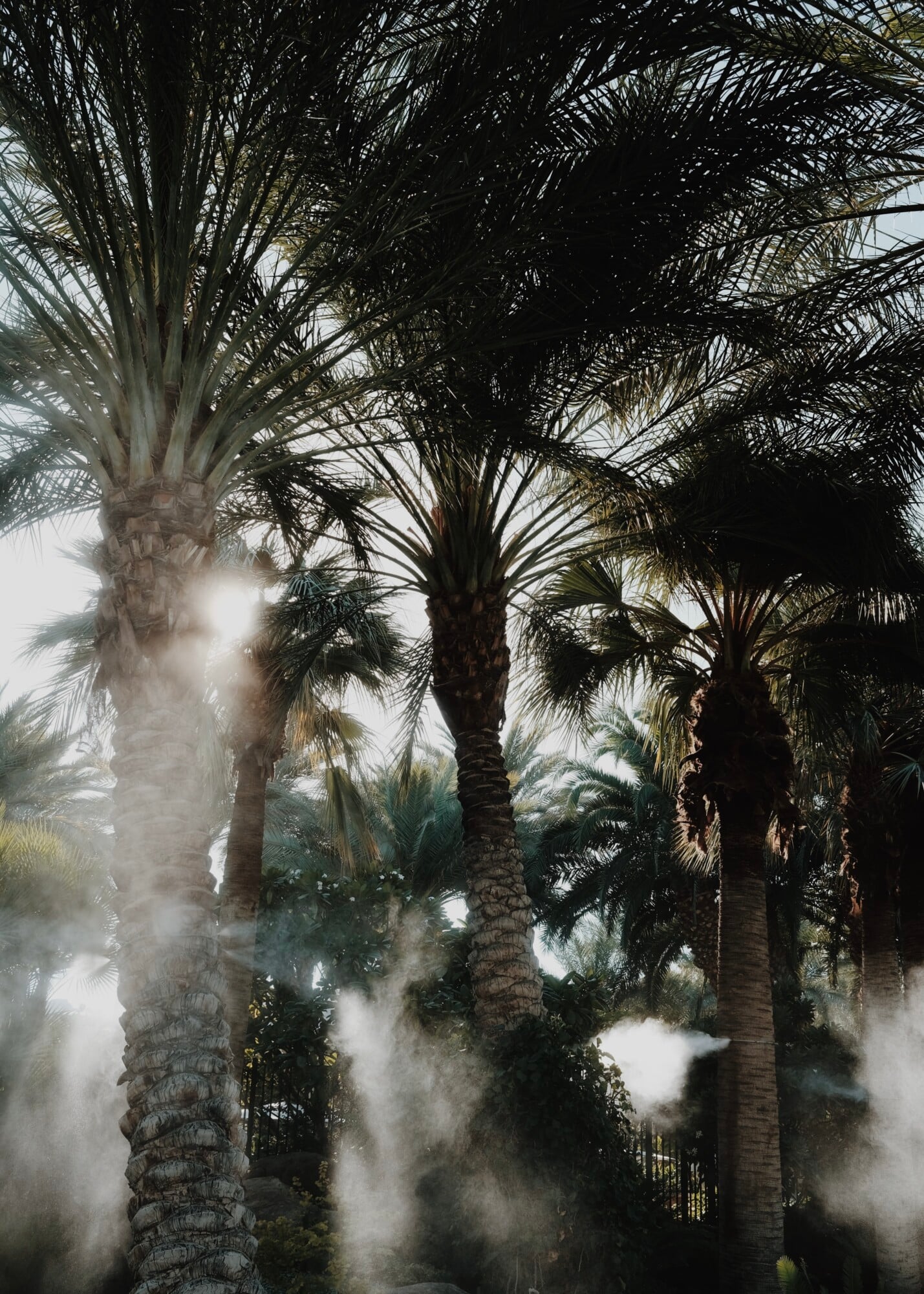Sensei Porcupine Creek, North America — Palm trees shrouded in mist create dramatic silhouettes against overcast sky, evoking serene tropical atmosphere and luxury resort landscape design.