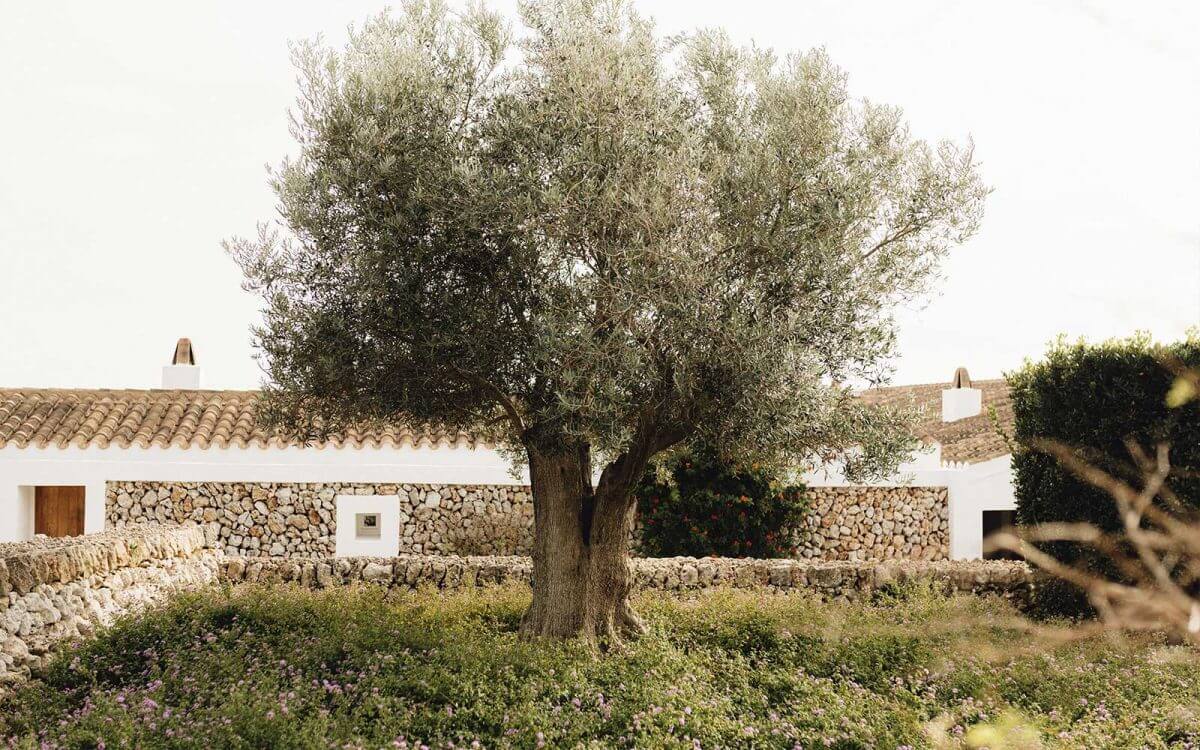 Torralbenc, Balearic Islands — Gnarled olive tree beside whitewashed stone farmhouse with terracotta roof and Mediterranean garden plantings.