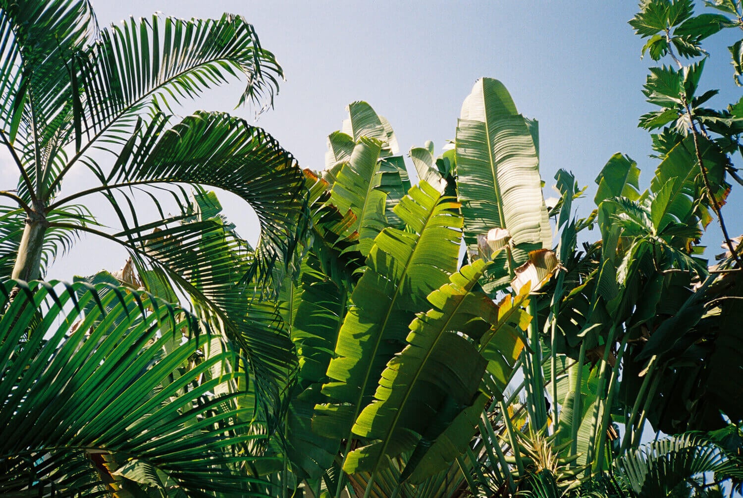 Trees Nico Loma Alta, Sayulita, Mexico