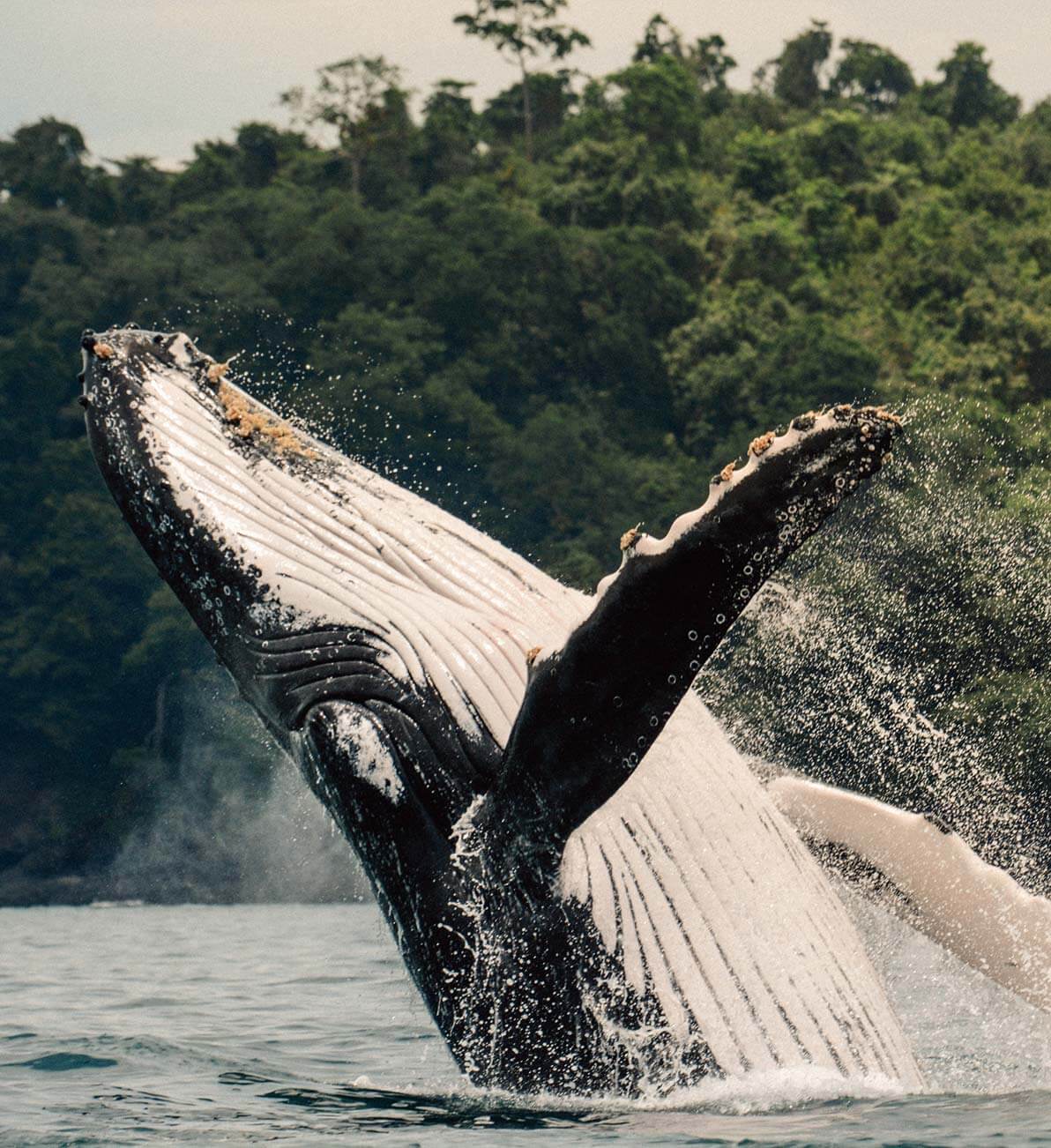 Whale Watching — Humpback whale breaching in tropical waters with lush forest canopy backdrop, marine wildlife and ocean adventure travel destination.