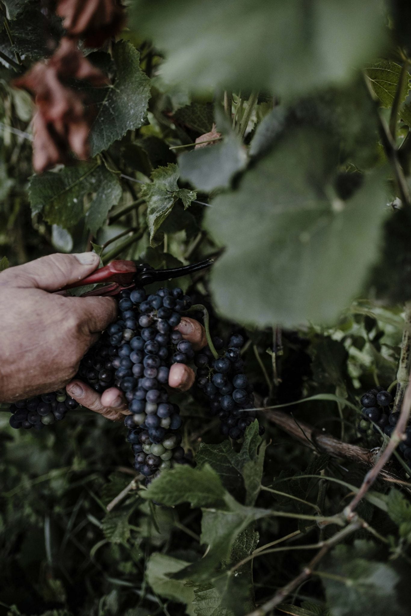 Hand harvesting dark grapes at Wine Academy Europe — vineyard cluster detail capturing winemaking craft and agricultural terroir.