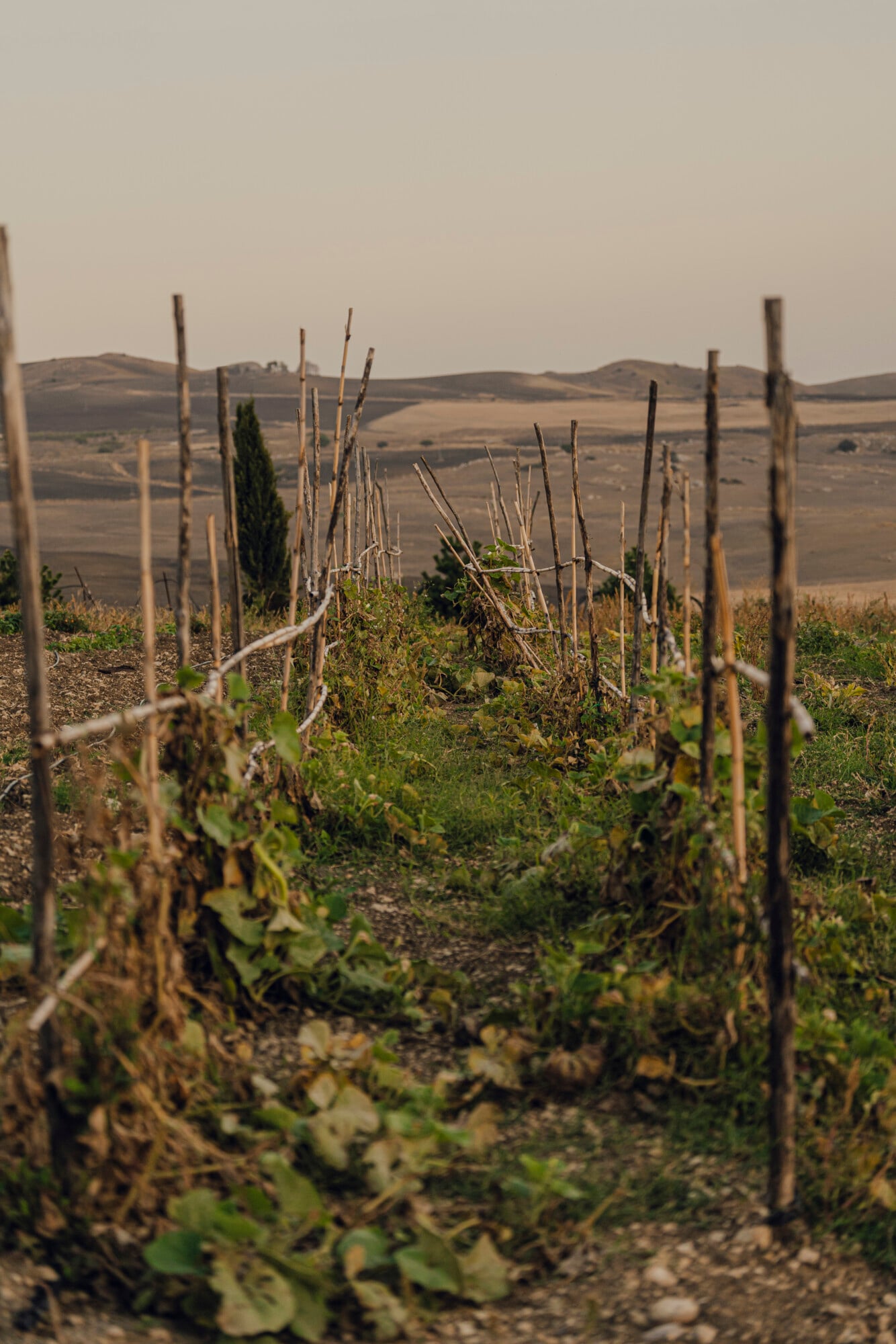 Susafa, Italy — Vineyard rows with wooden stakes receding across rolling Tuscan hills under hazy sky, late afternoon light.