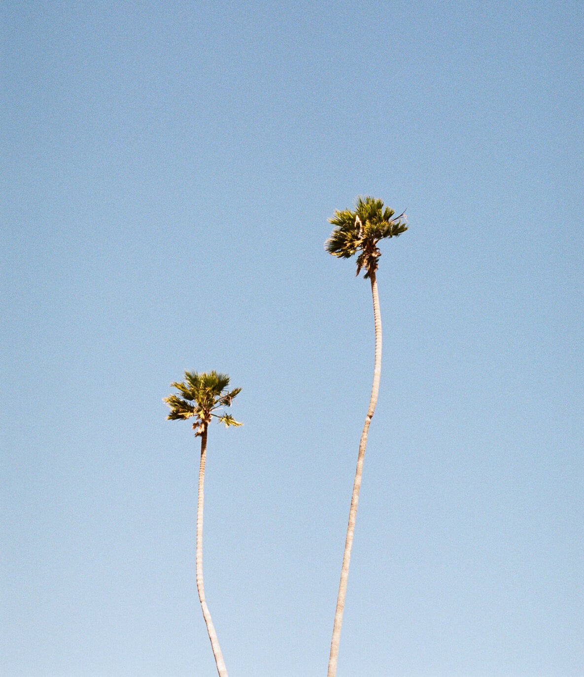The Surfrider, North America — Two tall palm trees against clear blue sky, minimalist tropical landscape at luxury coastal resort.