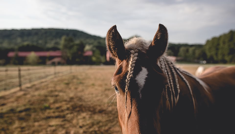 Haras de la Cense — Braided horse portrait in sunlit pasture with rolling hills and countryside estate, peaceful rural hospitality setting.