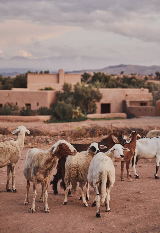 Berber Lodge, Africa — Herd of goats on ochre earth with mud-brick architecture and mountains under clouded sky.