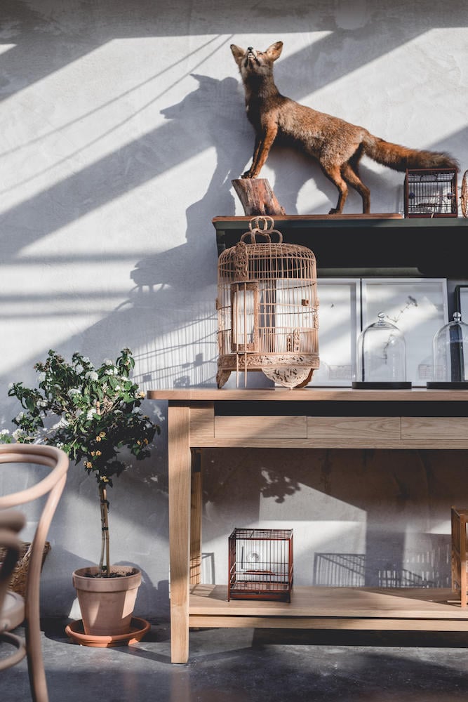 Le Barn, Europe — Minimalist wooden shelving with taxidermied fox, brass birdcages, and potted plants casting geometric shadows on white wall.