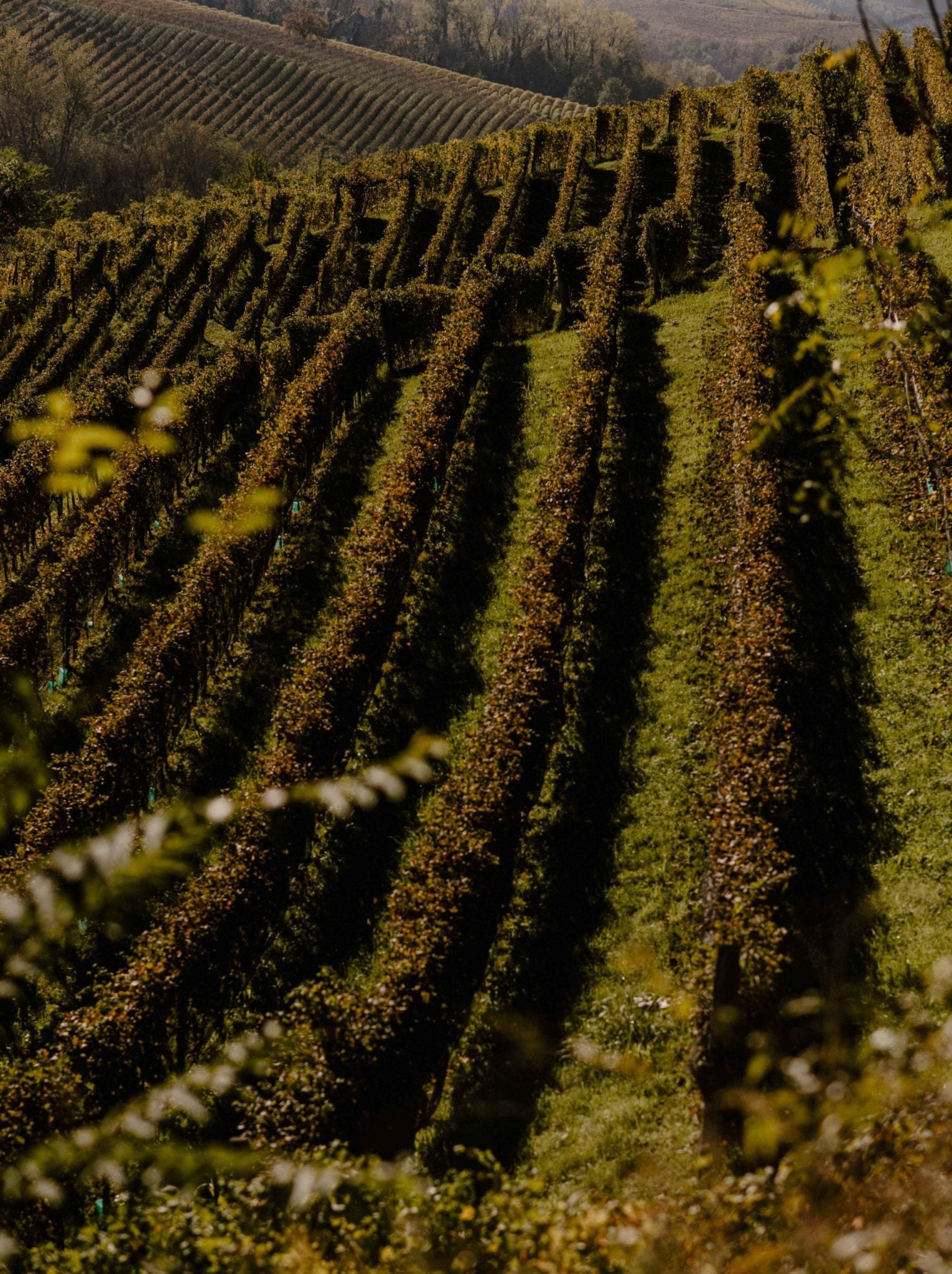Terraced vineyard rows in golden afternoon light, Langhe region, Italy — rolling hills with layered grapevines and lush green grass between planted rows.