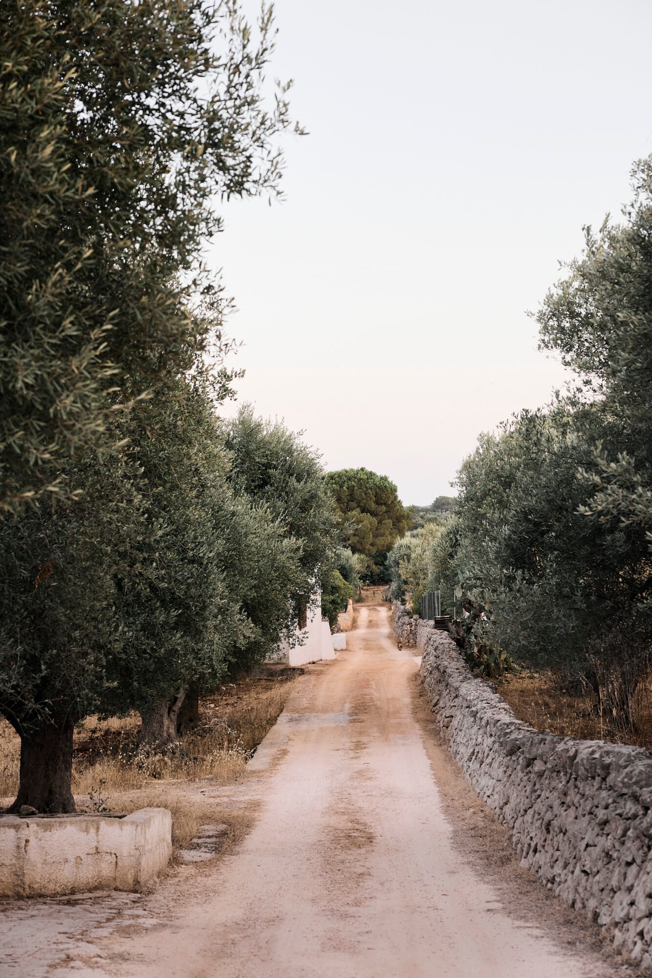 Villa Sessana, Italy — Olive tree-lined dirt path with weathered stone walls and overcast Mediterranean light.